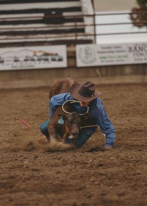 Rodeo competitor wrestling a brown calf to the ground in a dusty arena.