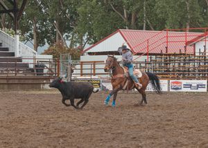 Cowboy on horseback chasing a black calf during a roping event at an outdoor rodeo.