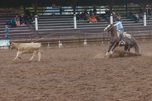 Cowboy roping a white calf from horseback as the horse slides to a stop in the arena.