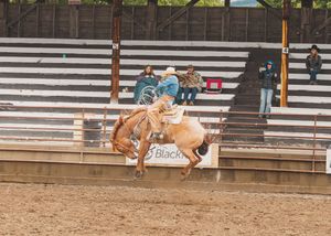 Cowboy riding a bucking palomino horse during a bareback bronc riding rodeo event.