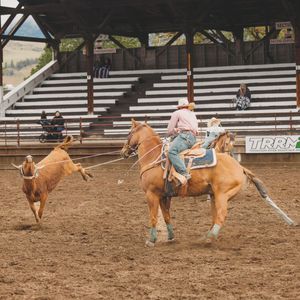 Rodeo rider on a palomino horse roping a calf in a dirt arena with bleachers.