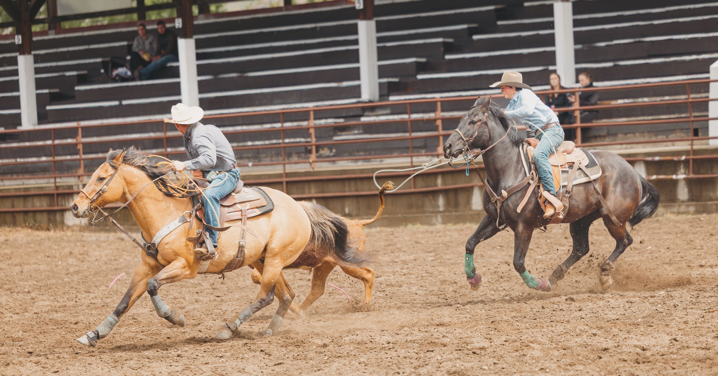 Two cowboys on horses working together during a team roping event at a rodeo.