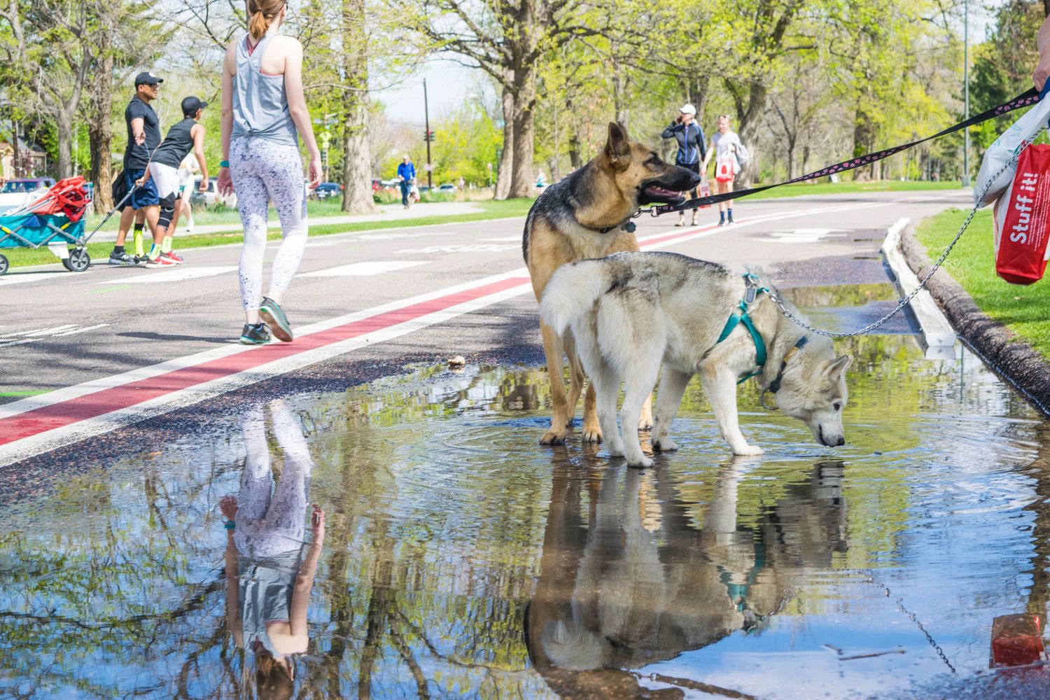 Two dogs drinking from a puddle in a sunny park while people walk along a red path lined with trees.