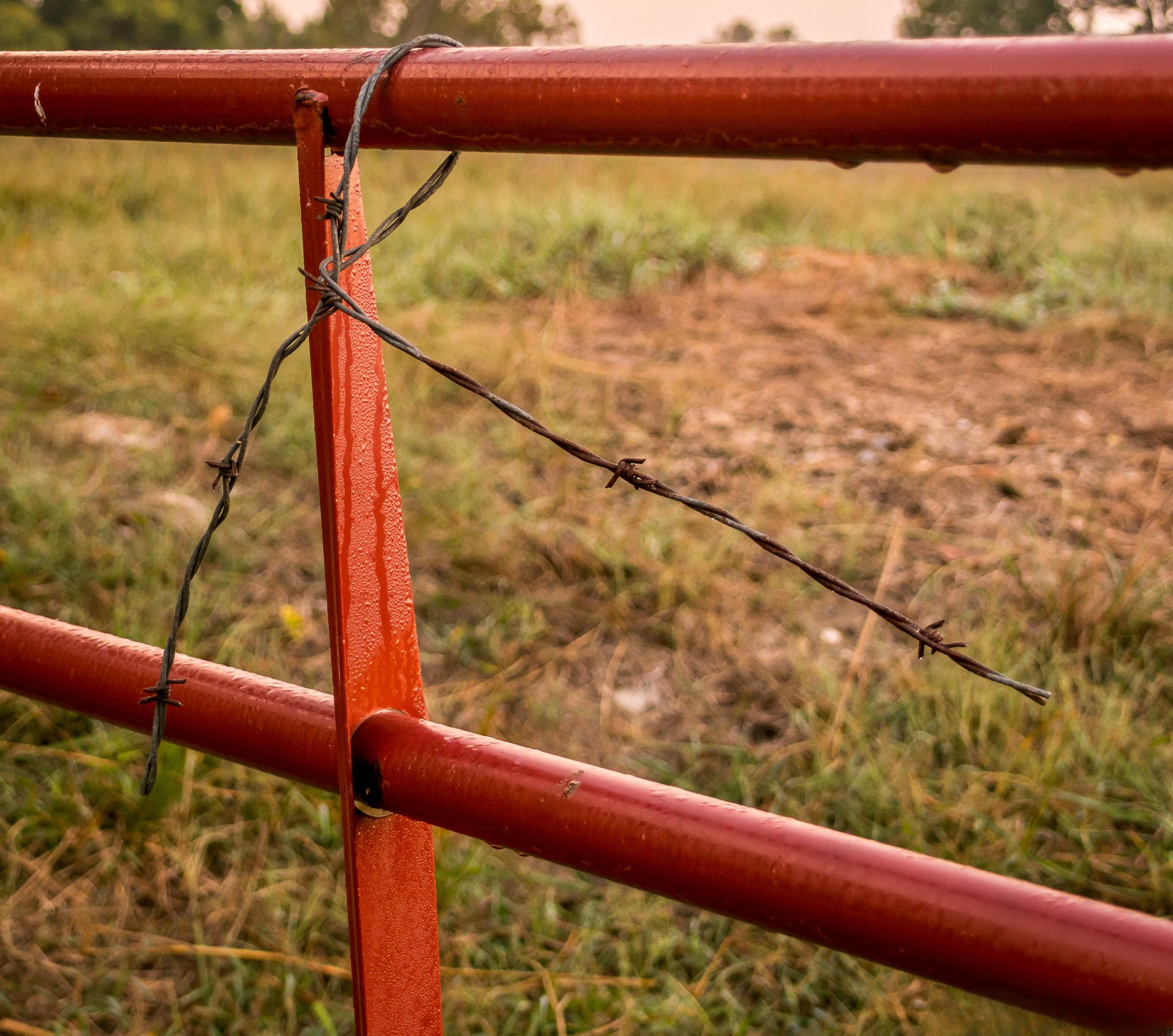 Barbed wire on red metal farm gate with rural pasture Northwest Arkansas