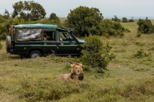 A lion rests in green savanna grass beside a safari jeep with tourists photographing wildlife in Africa.