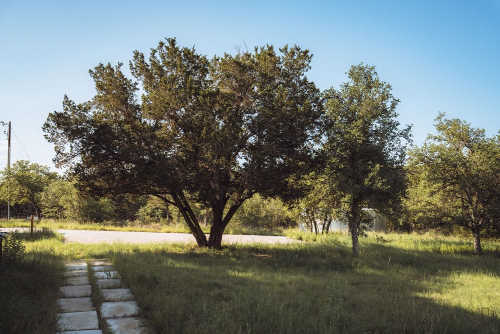 A large oak tree shades a stone pathway through lush green grass under a clear blue sky in a serene outdoor landscape.