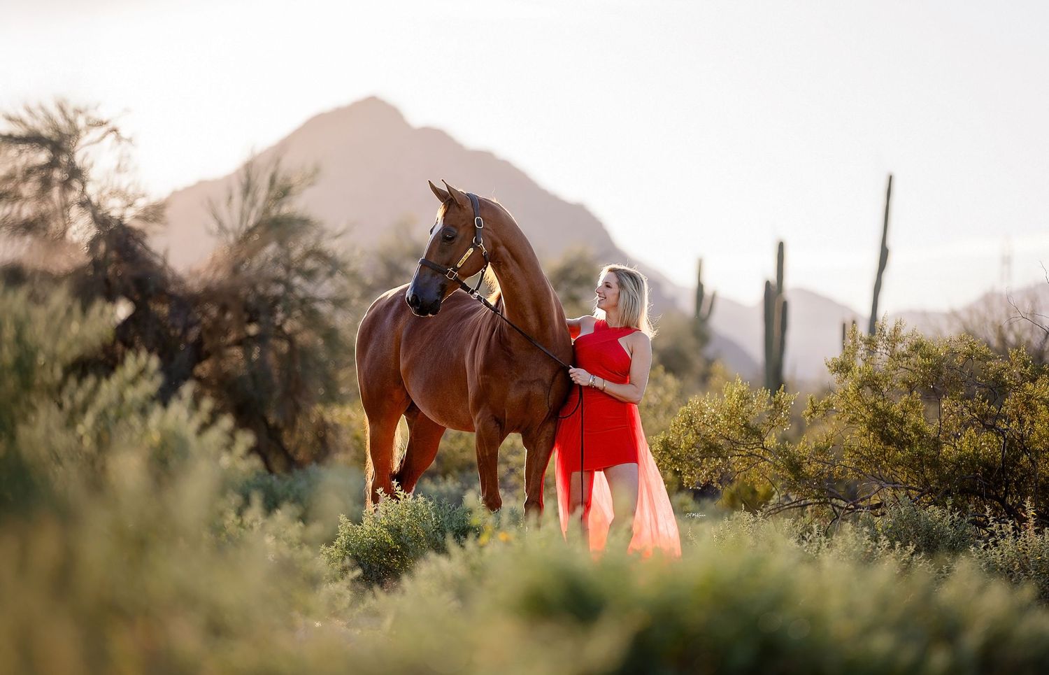 Elegant woman in red dress standing next to her chestnut gelding in the desert