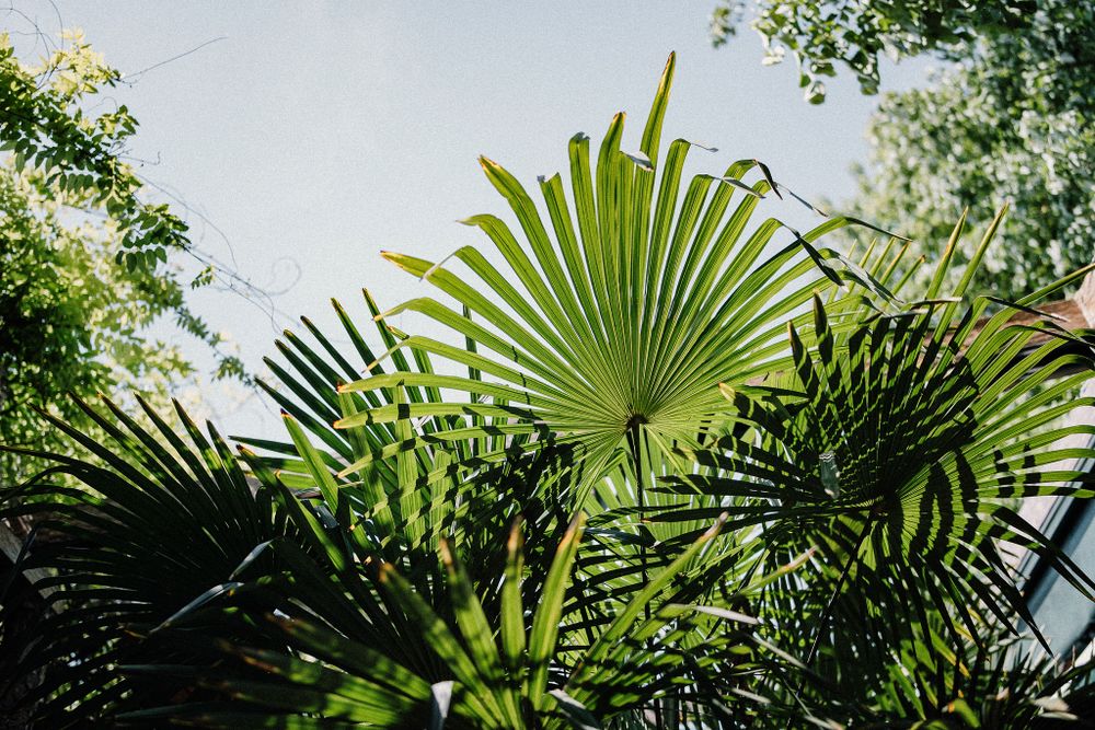 Vibrant fan palm leaves spread against sunlight creating a tropical canopy with rich green foliage.