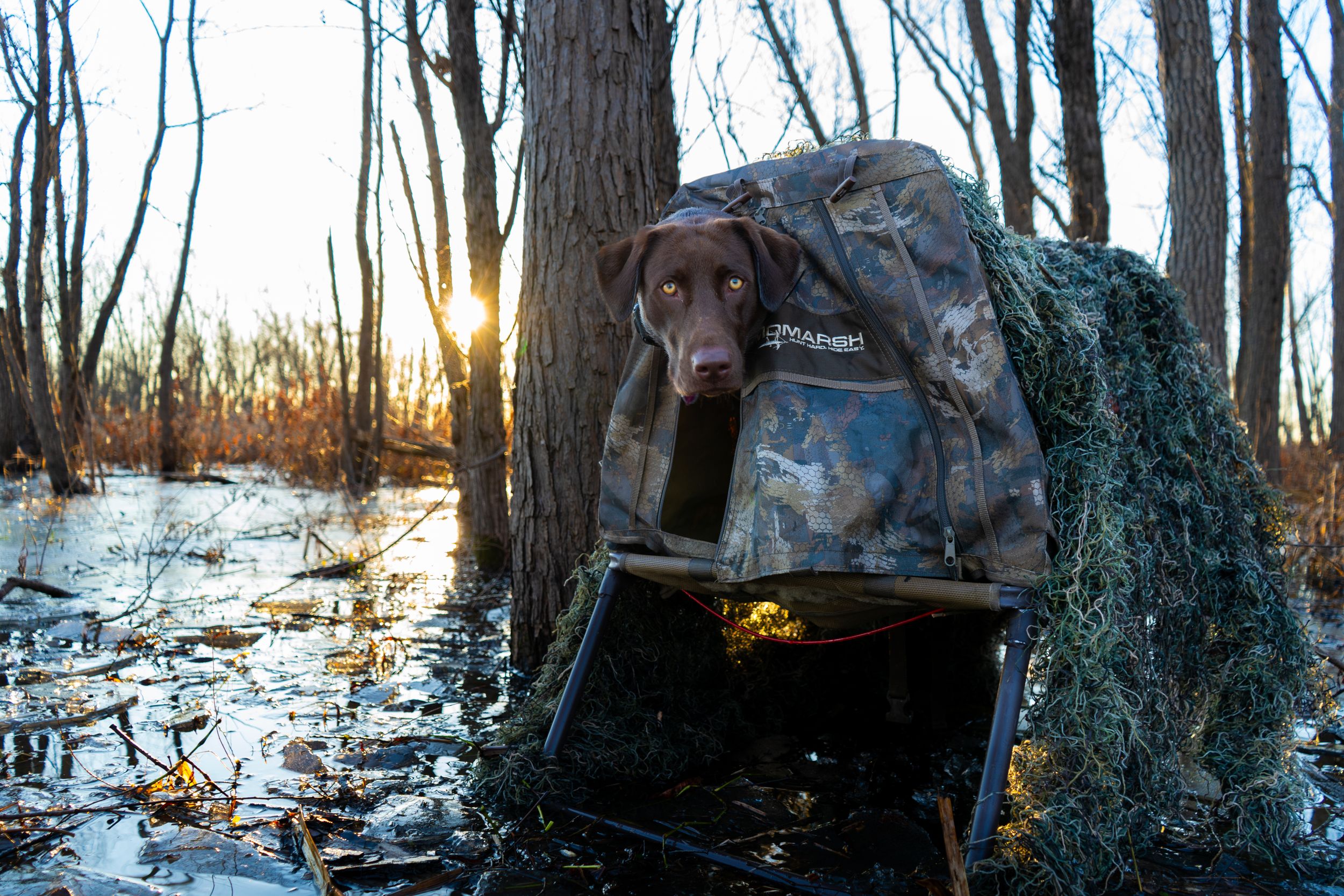 Labrador retriever hunting in Missouri