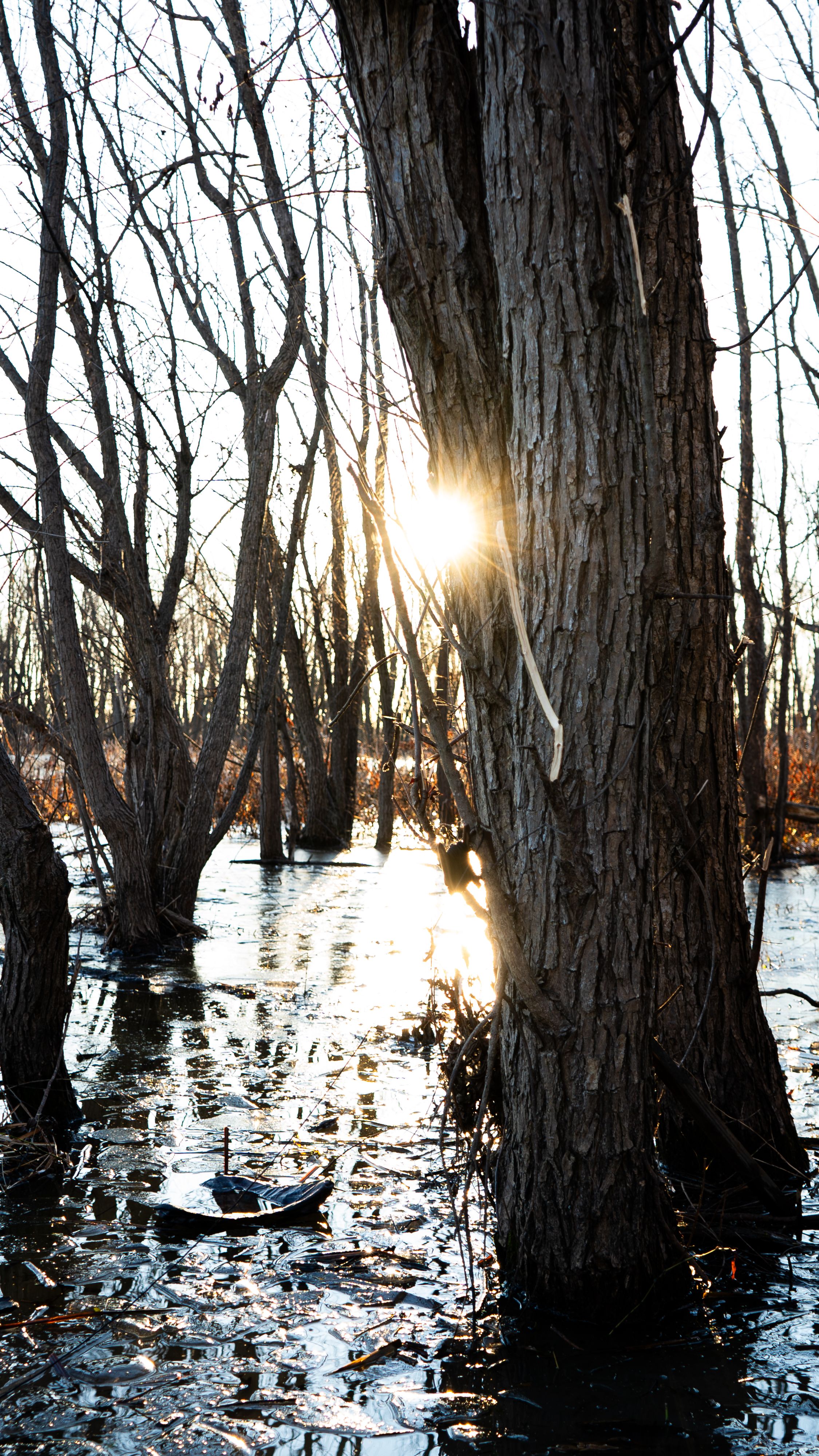 Missouri sunrise in a frozen marsh