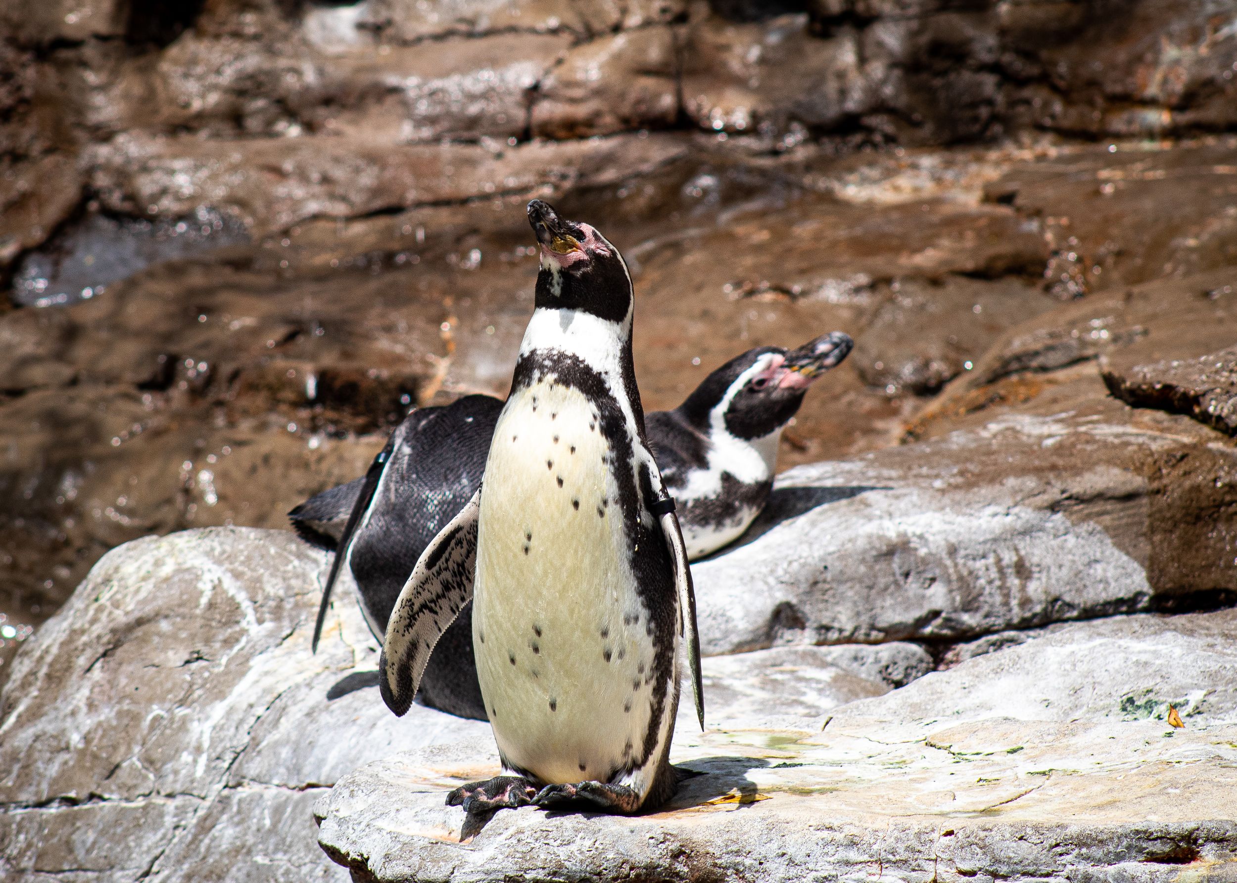 Penguin Singing