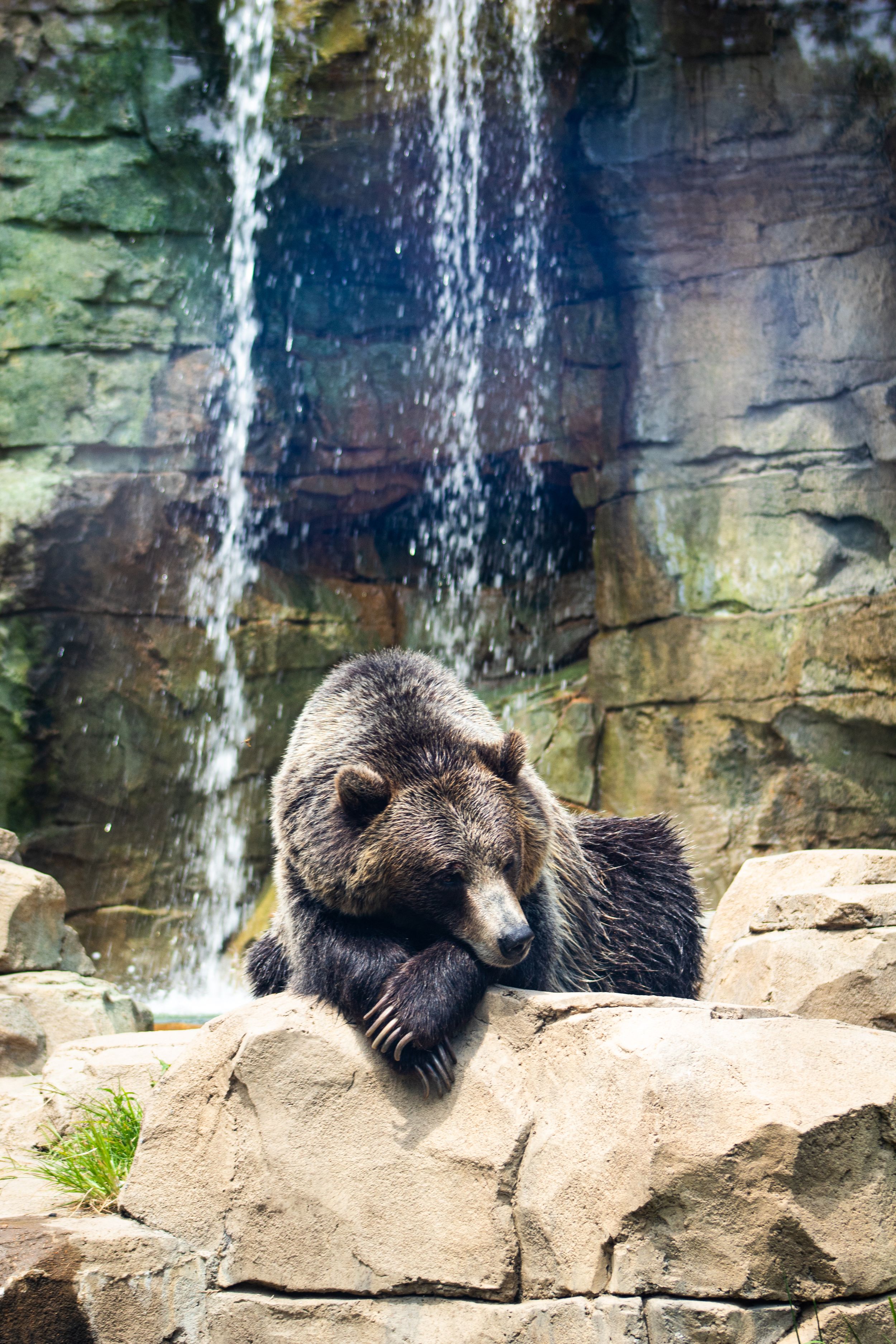 Sleeping Grizzly Bear