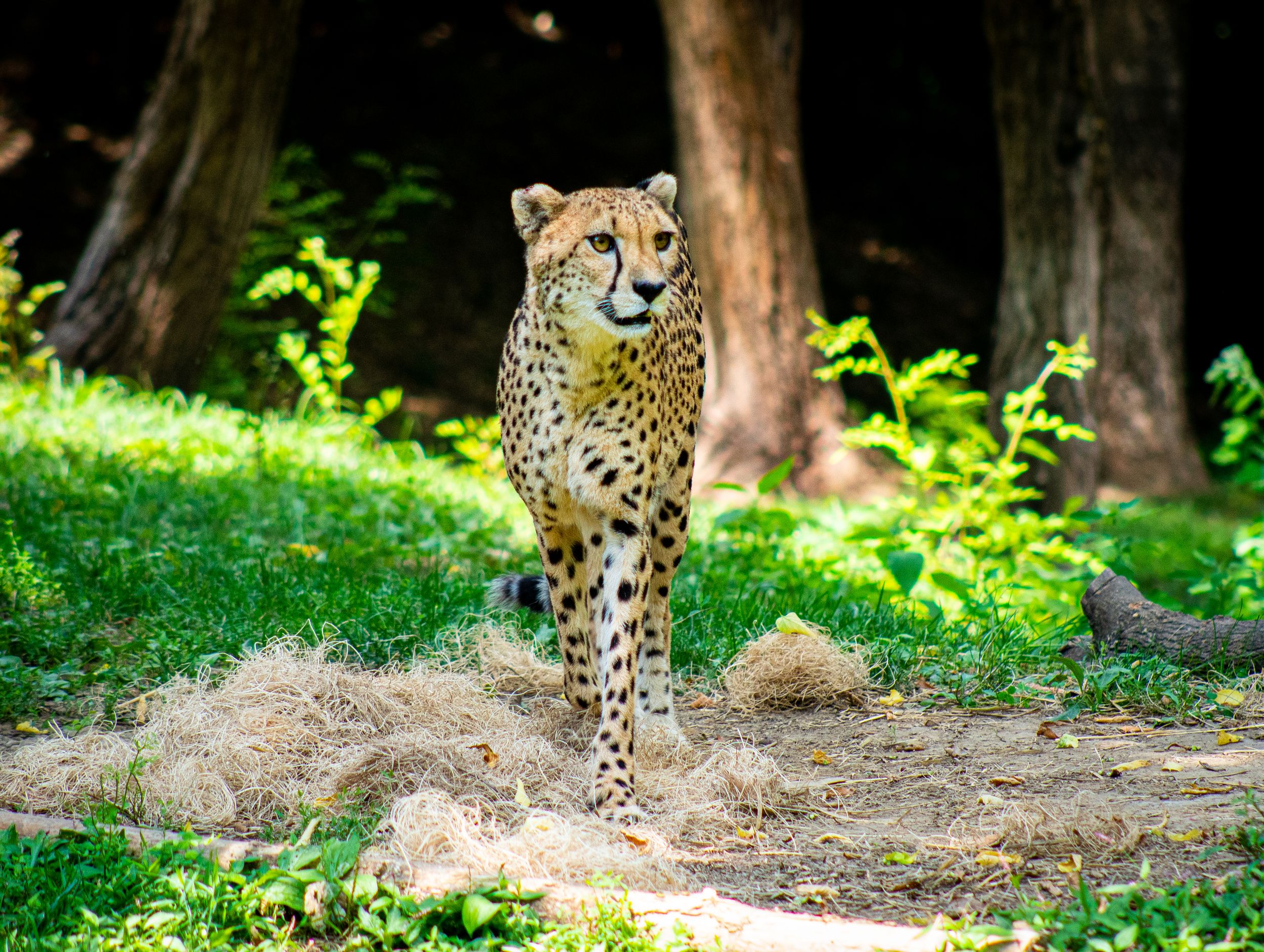 Cheetah walking