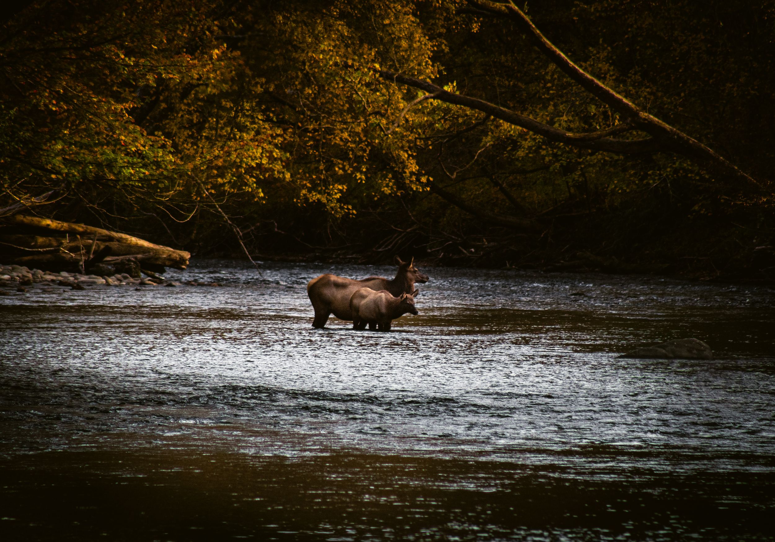 Elk in Great Smokey Mountains National Park