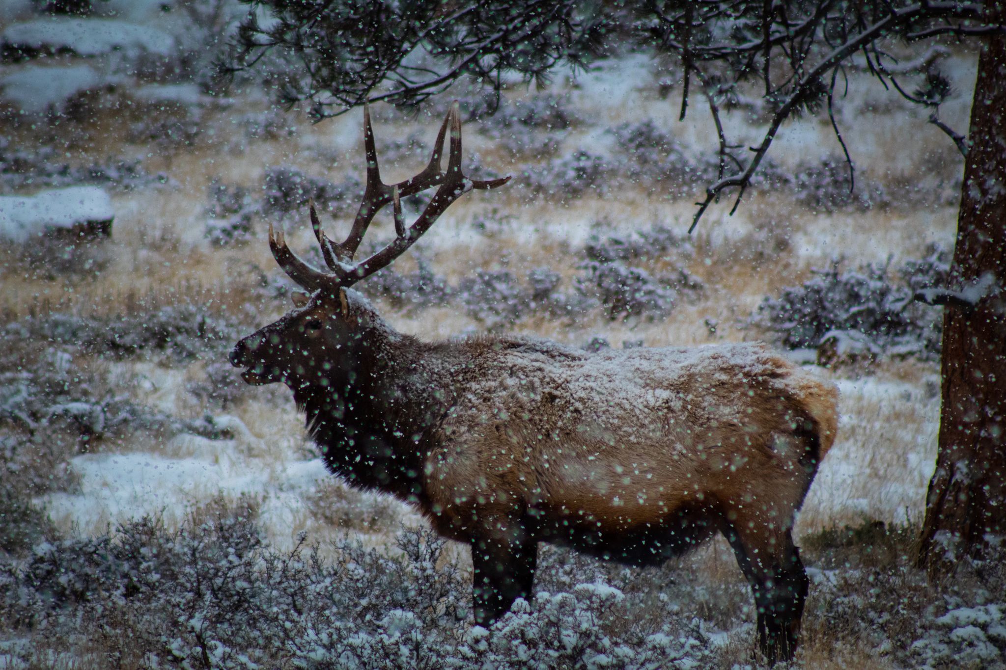Elk in the snow in Rocky Mountain National Park