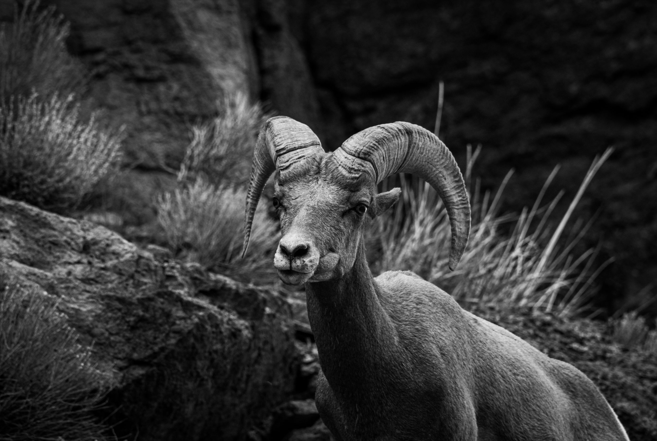 Bighorn Sheep Landscape Photo