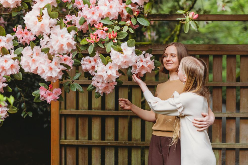 Two people admiring pink spring blossoms by a wooden fence in Bellevue botanical garden setting.