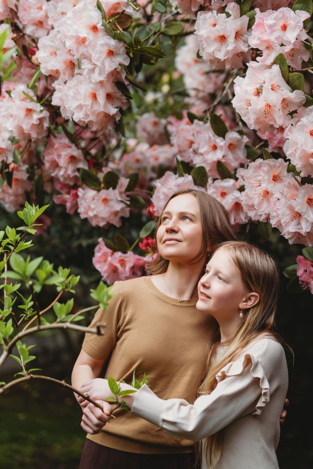 Two people embrace while standing beneath blooming pink rhododendron flowers in springtime Bellevue botanical garden setting.