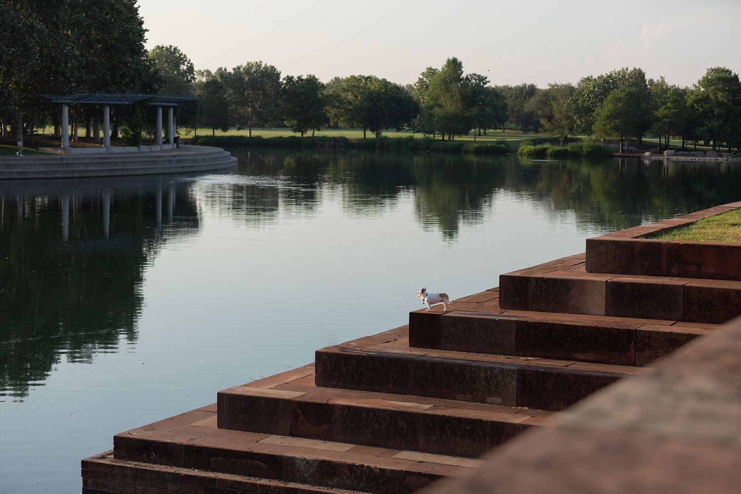 A chihuahua dog looks out on a lake surrounded by trees.