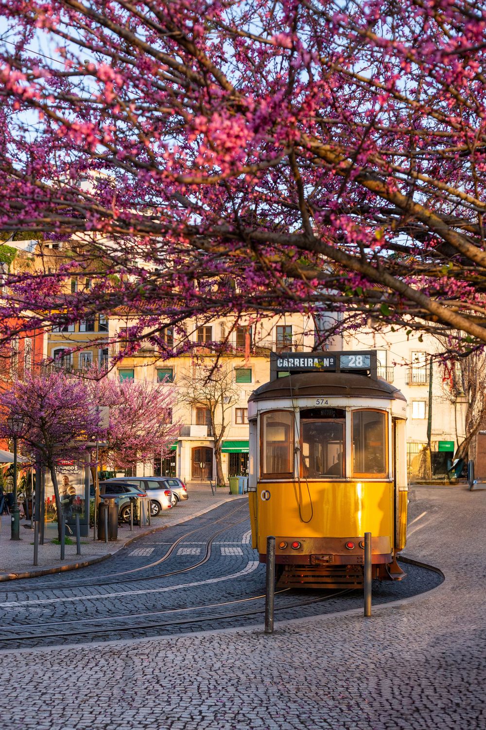 Yellow vintage tram parked under blooming pink cherry blossoms on a cobblestone street in Porto, Portugal.