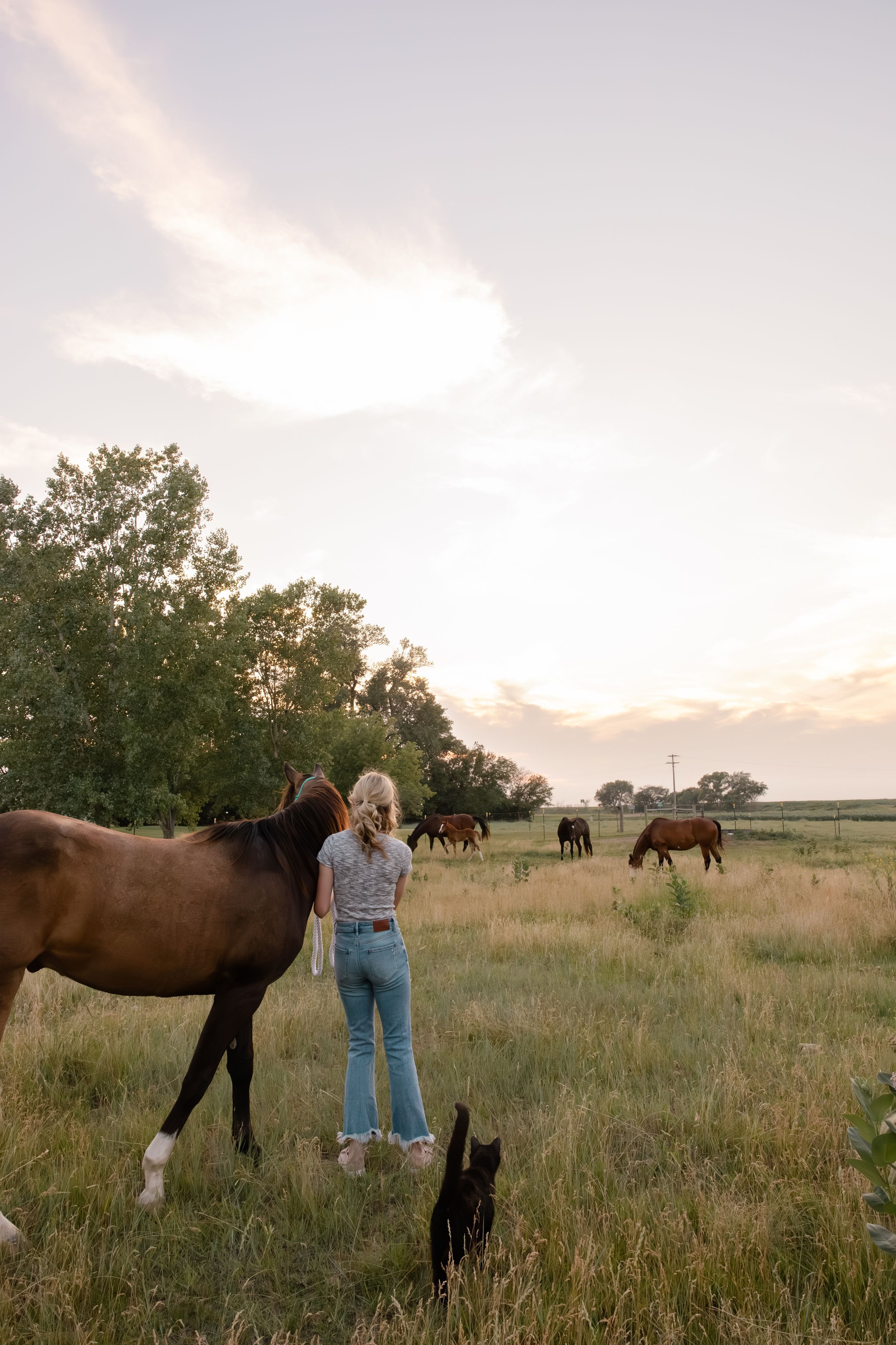 Sioux City, Iowa photographer. A blonde woman stands with a bay horse in a green pasture at sunset with a herd grazing in the background.