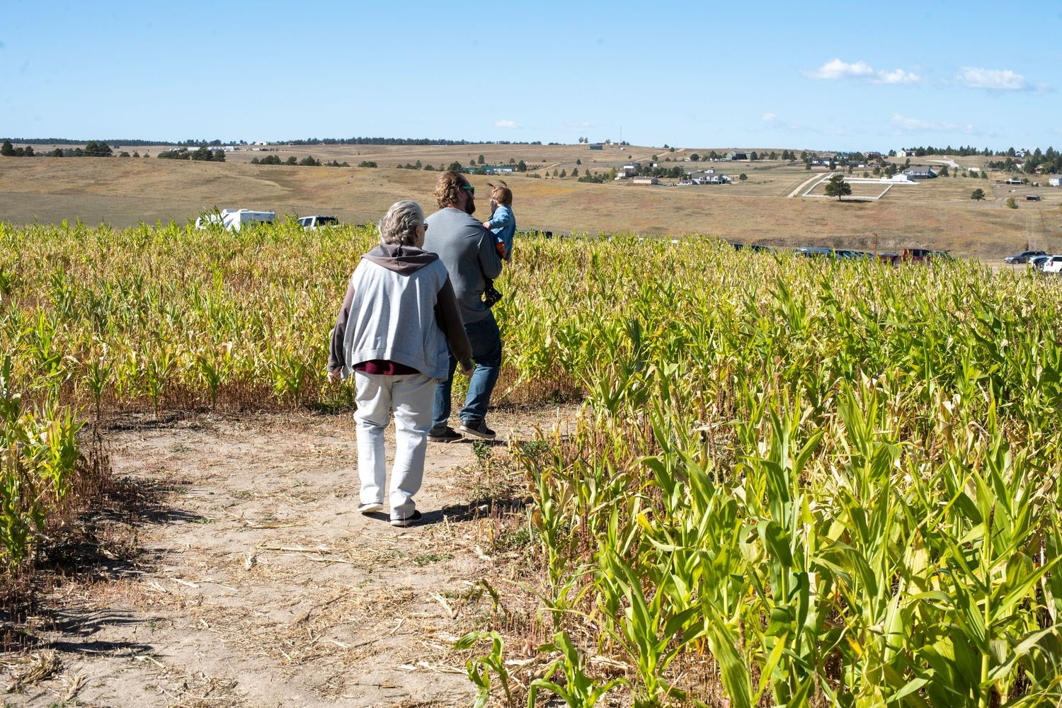 People walking through a corn maze on a sunny autumn day with dried corn stalks stretching into the distance.
