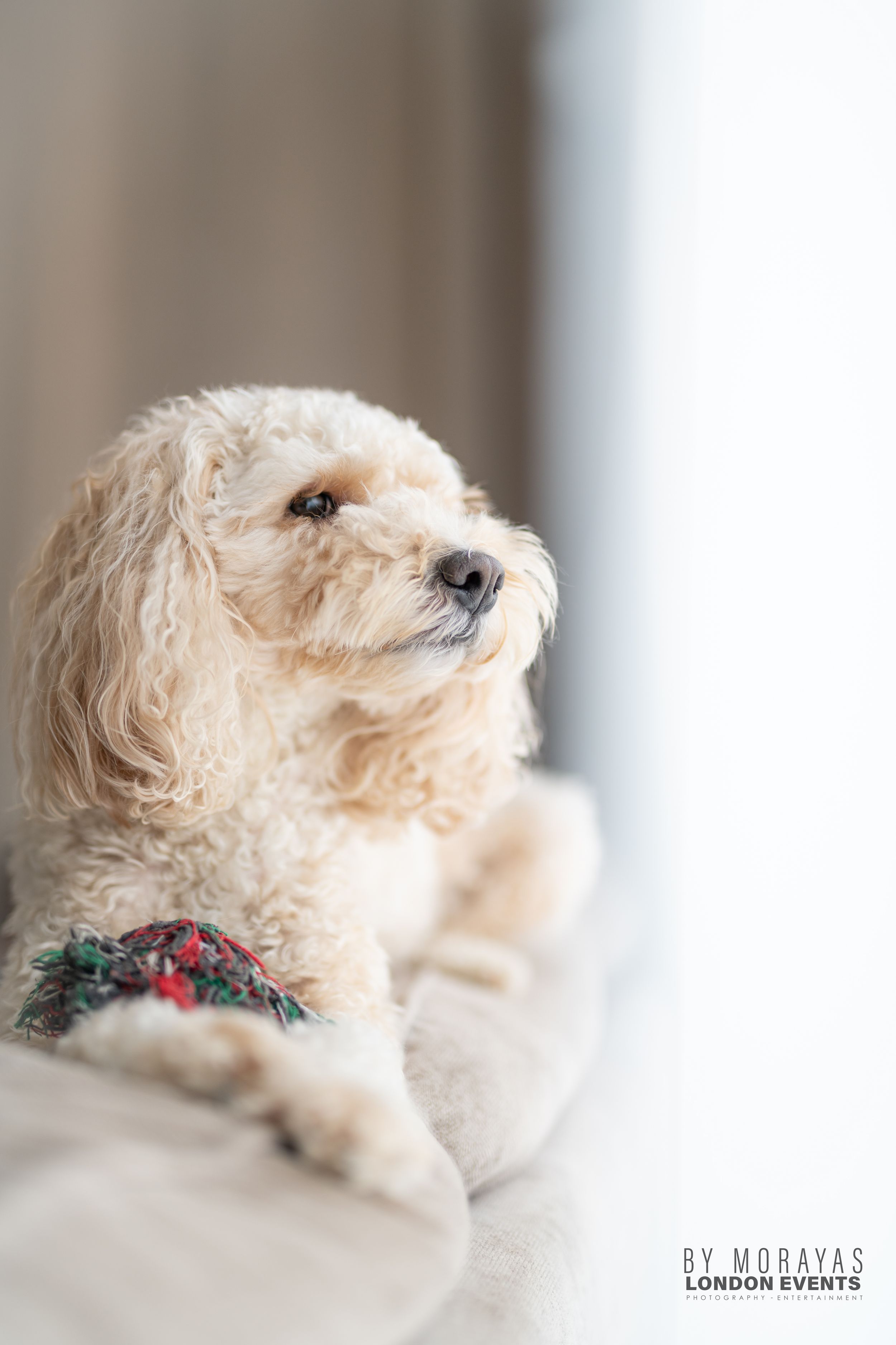 A fluffy white dog wearing a holiday collar looks pensively to the side near a window.