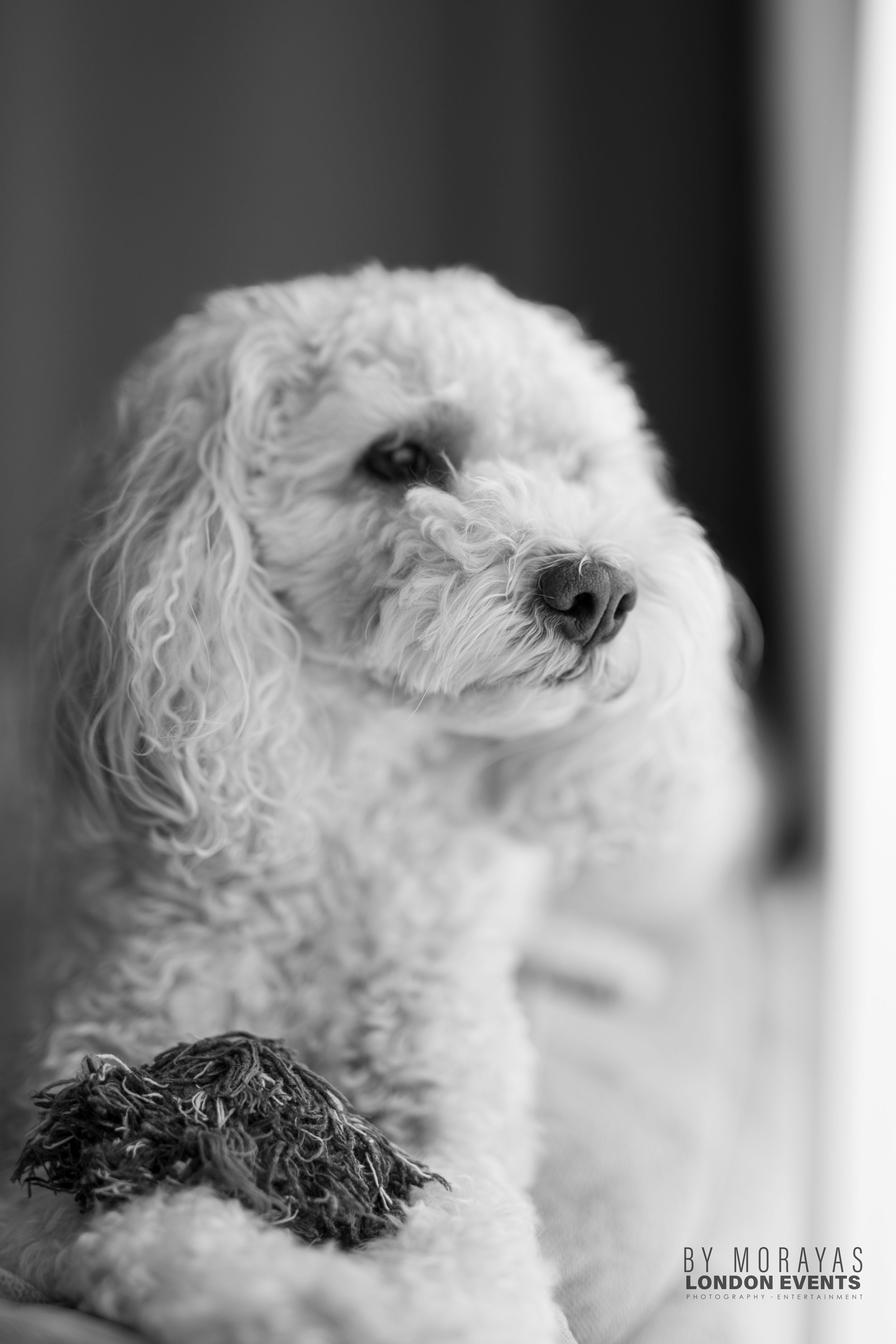 A black and white portrait of a curly-haired white dog with a soft, gentle expression.