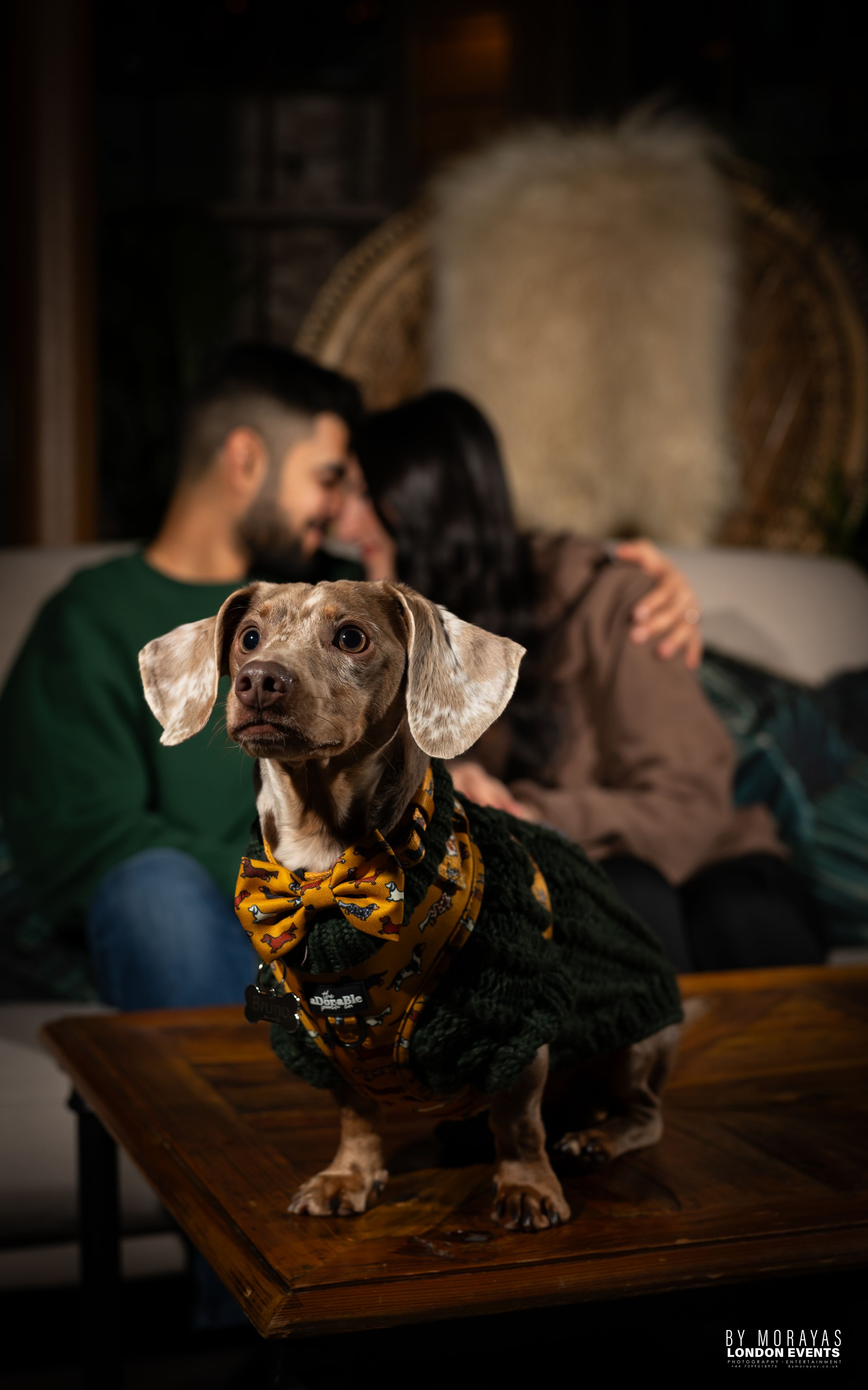 A small dog wearing a yellow bowtie poses on a wooden surface in moody lighting.