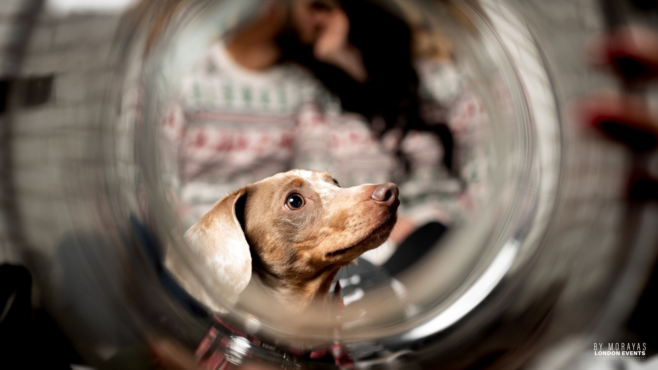 Artistic shots through a glass showing distorted views of a couple and their pet.