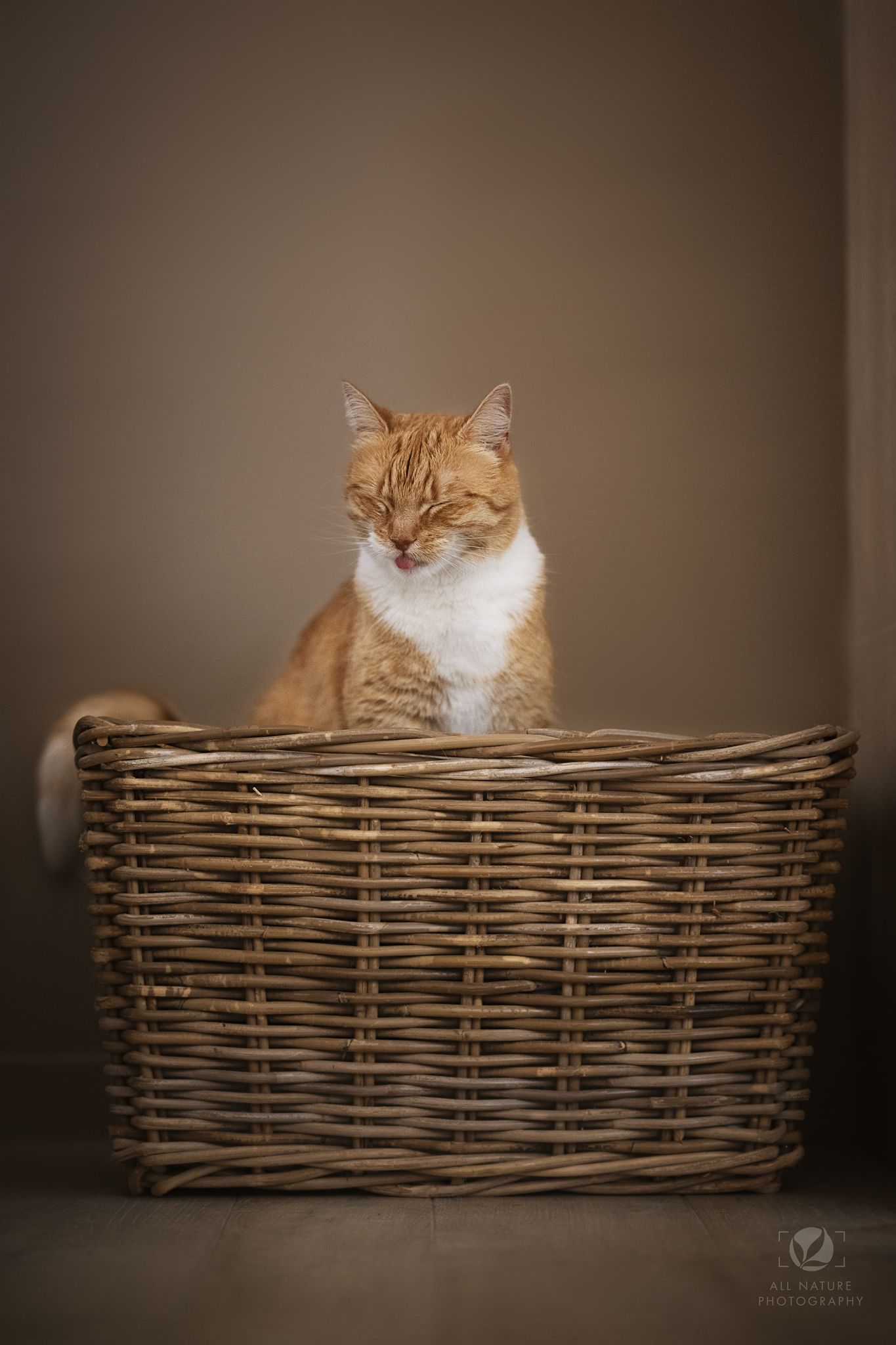 An orange and white cat sits regally inside a large woven wicker basket against a brown backdrop.