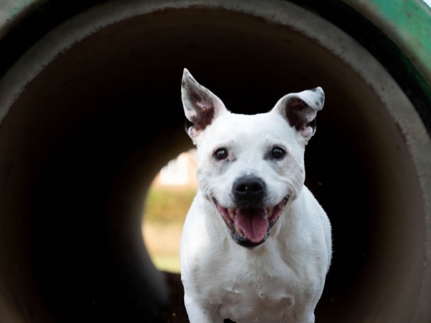 wedding photographer
nottingham photographer
derby photographer
dog photographer
equine photographer