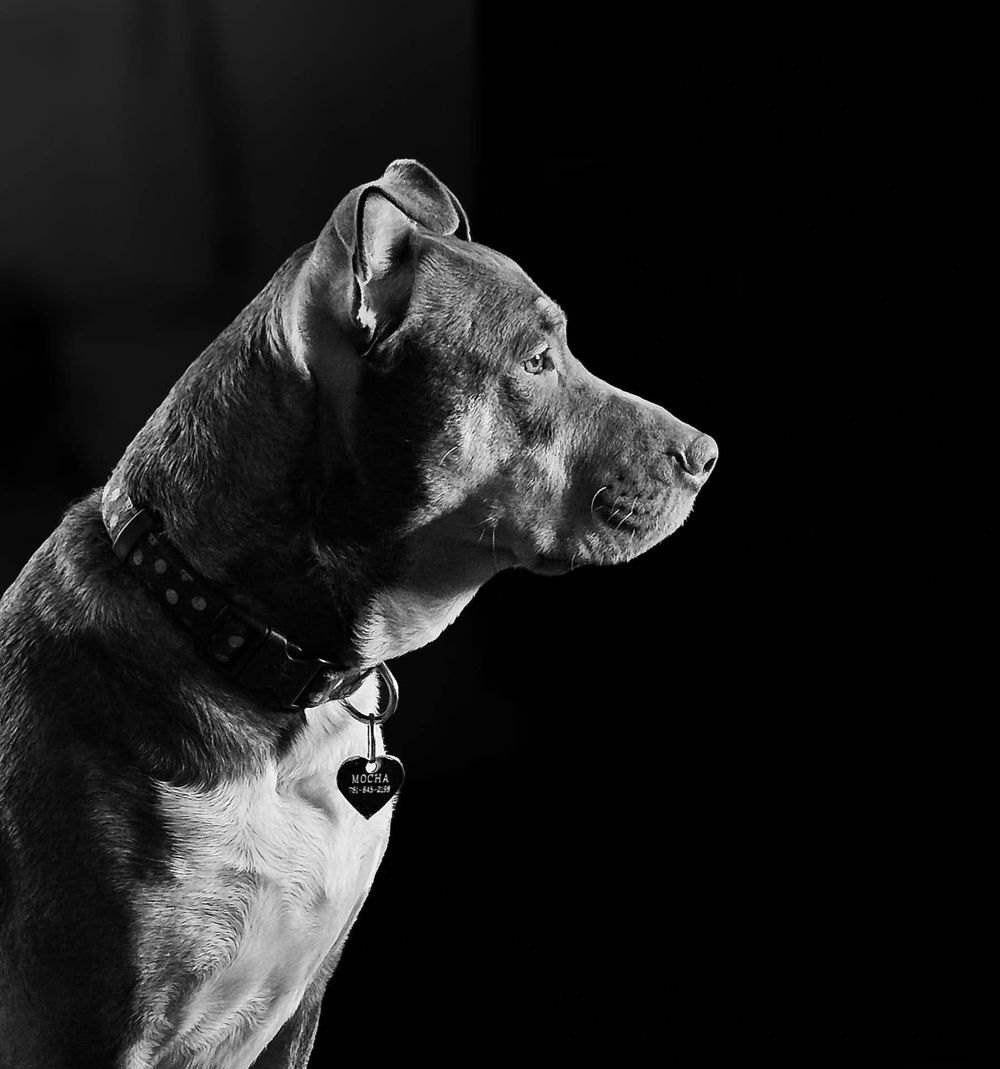 Black and white profile portrait of pit bull dog with collar against dark background.