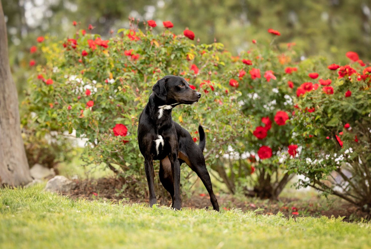 Black dog running and playing in a vibrant garden with red roses and green foliage in the background.
