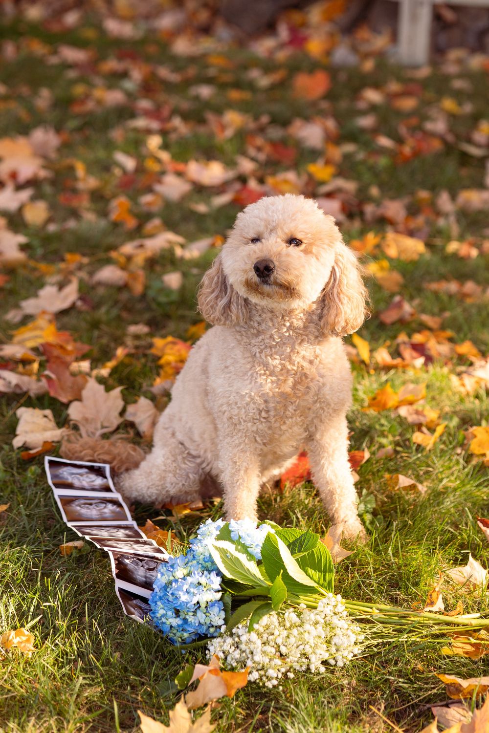 White poodle dog poses with ultrasound photos and blue hydrangea flowers on autumn grass covered in fallen leaves.