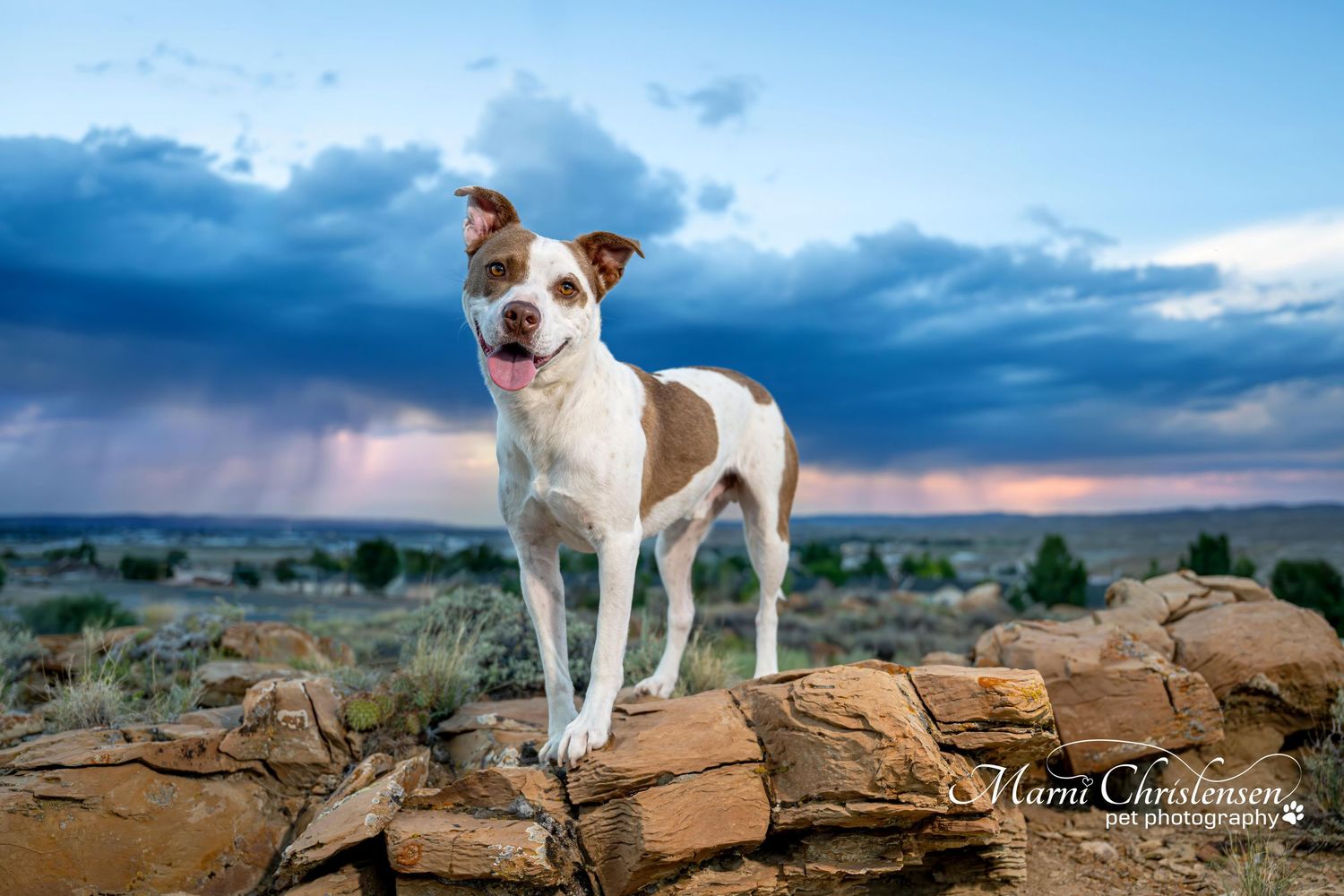 White and brown dog stands on rocks against dramatic sunset