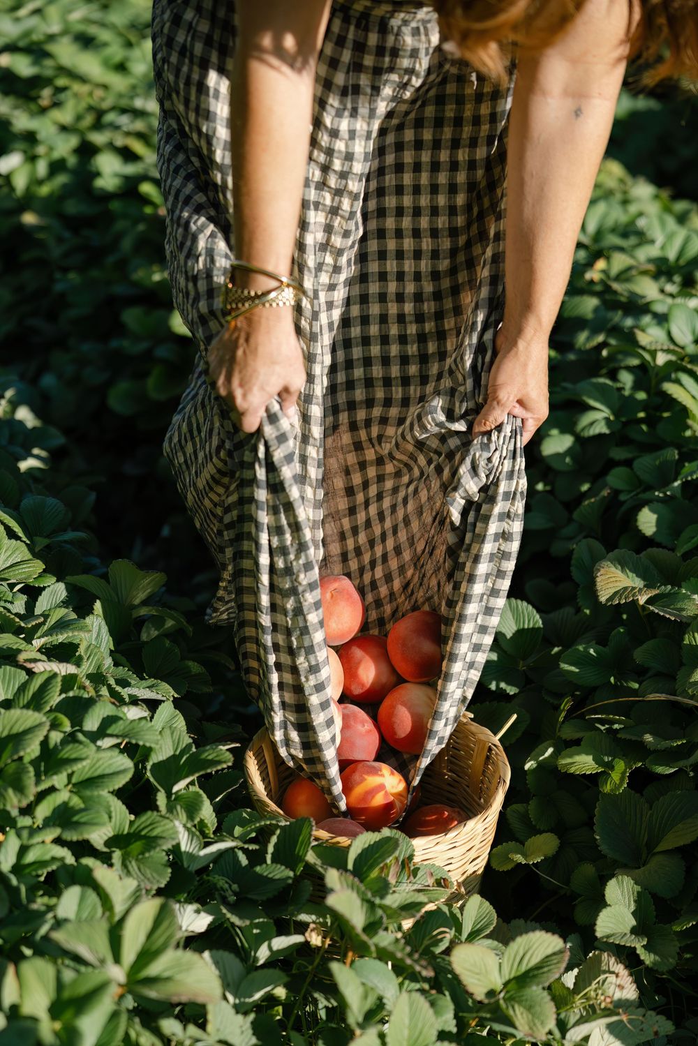 Person in checkered dress harvesting fresh tomatoes from garden plants in natural sunlight.