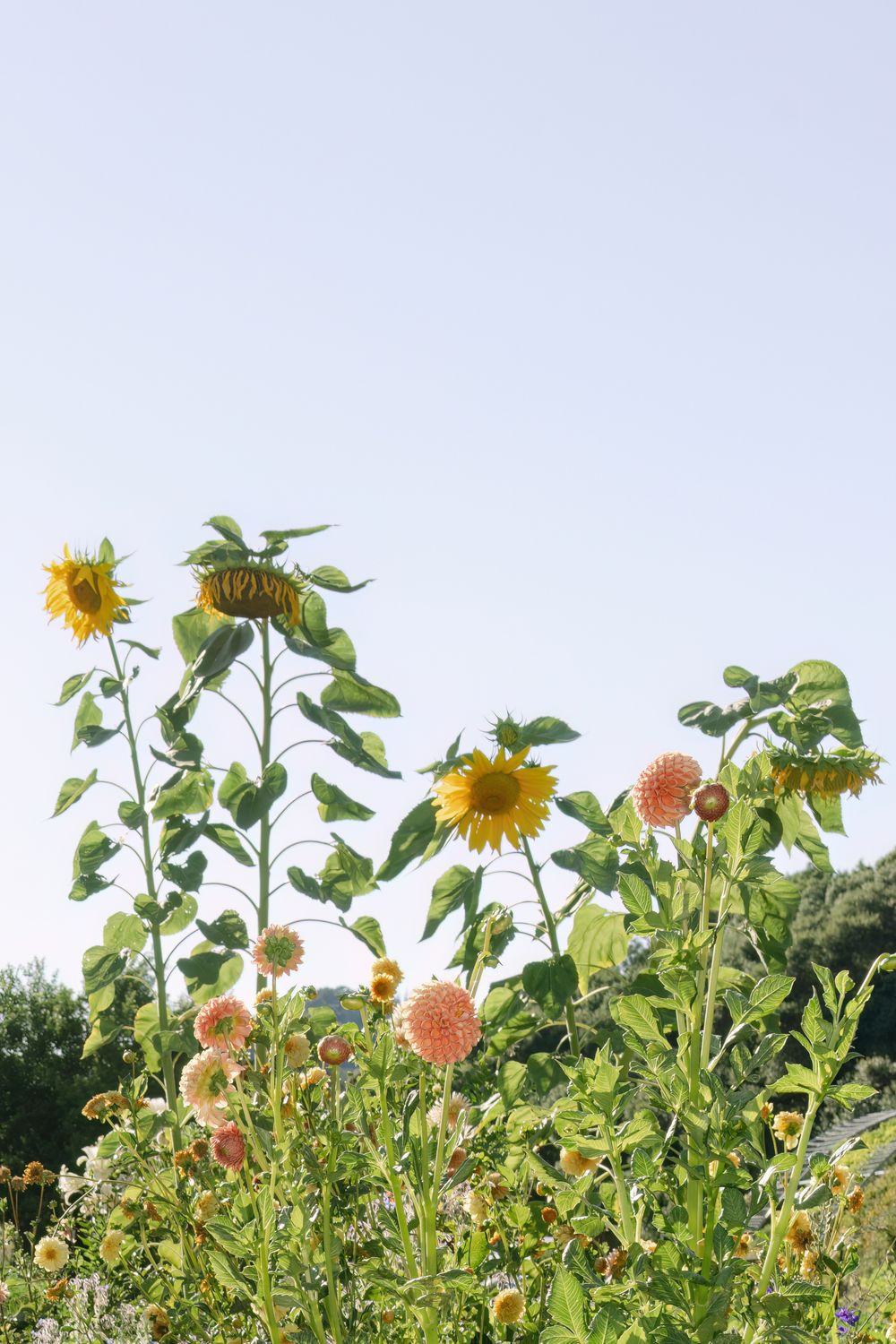 Sunflowers and dahlias grow tall against blue sky in summer garden.