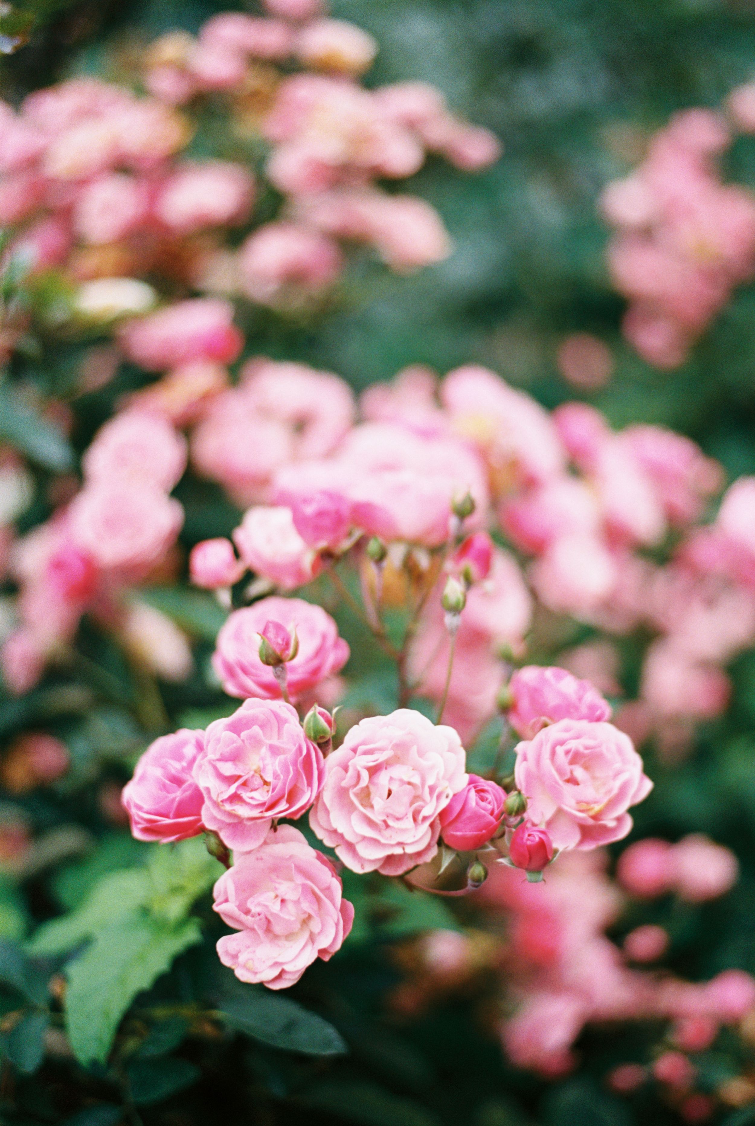 Delicate pink roses bloom in clusters against a soft green garden background.