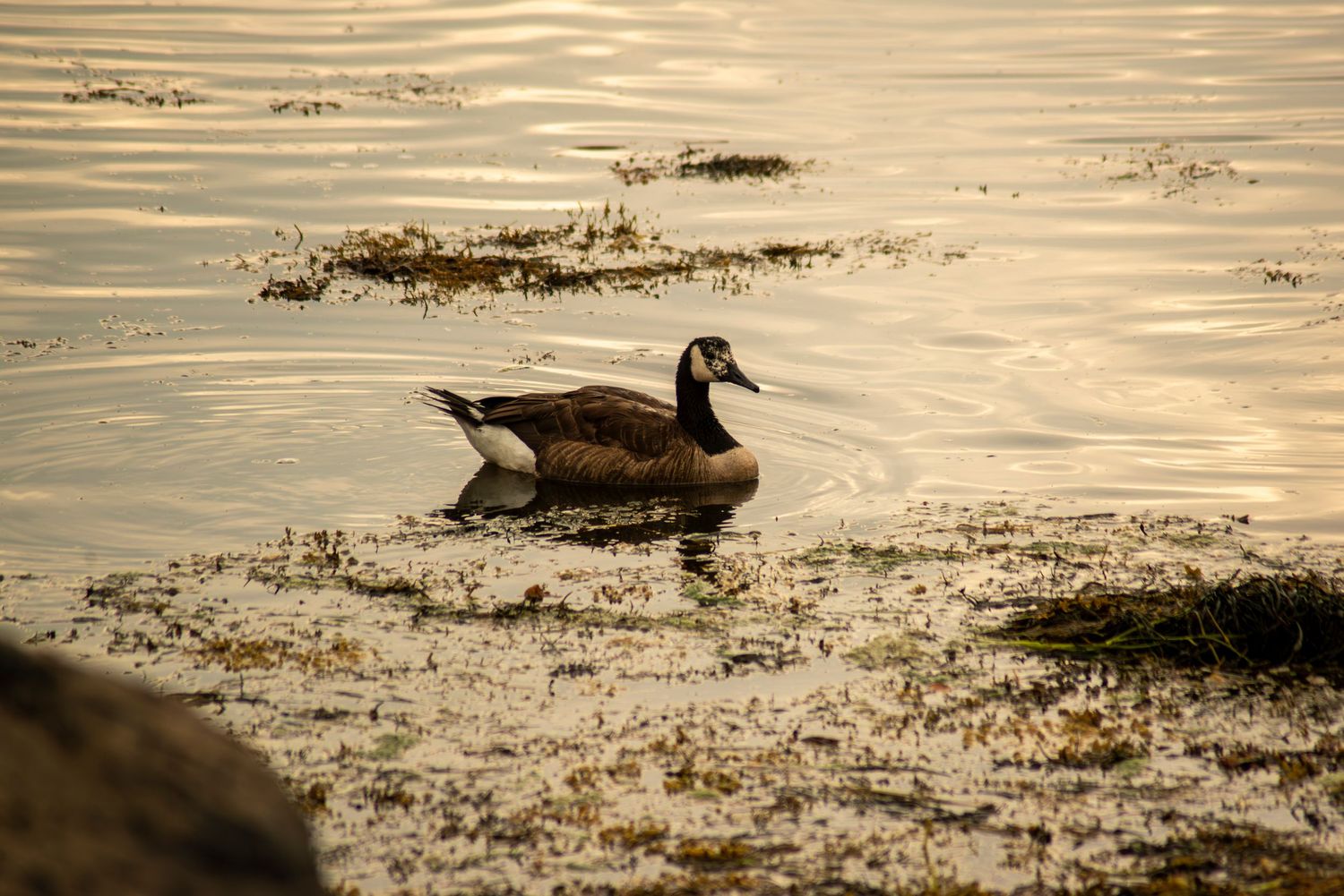 Canada Goose with rare feather pattern