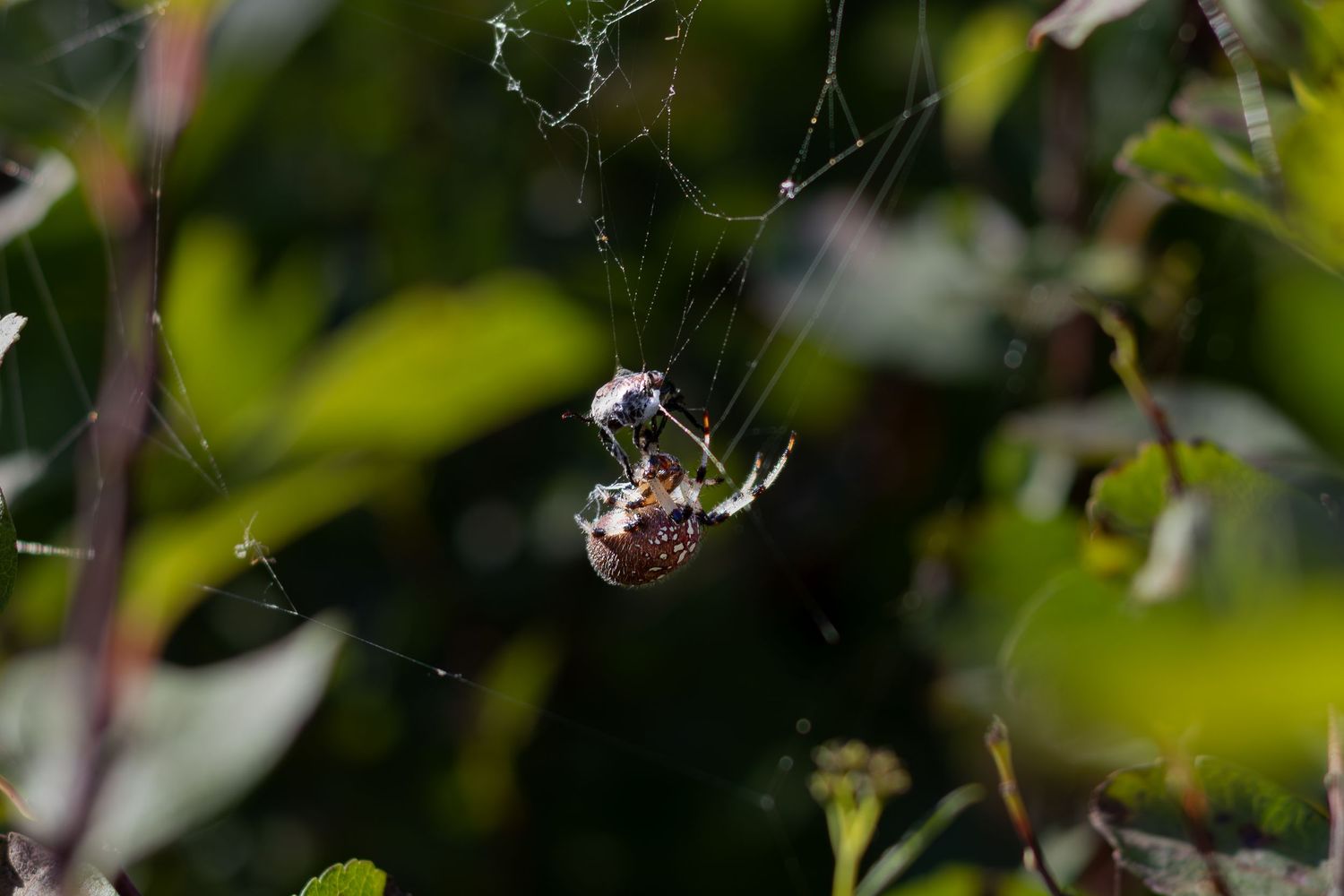 Close-up of a spider wrapping prey in a web among green leaves in natural outdoor setting.