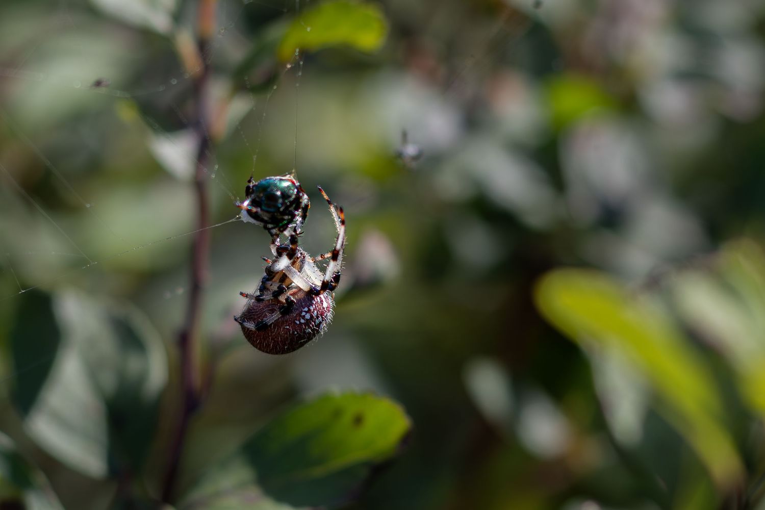 Macro shot of a garden spider with captured prey hanging in a web surrounded by green foliage.