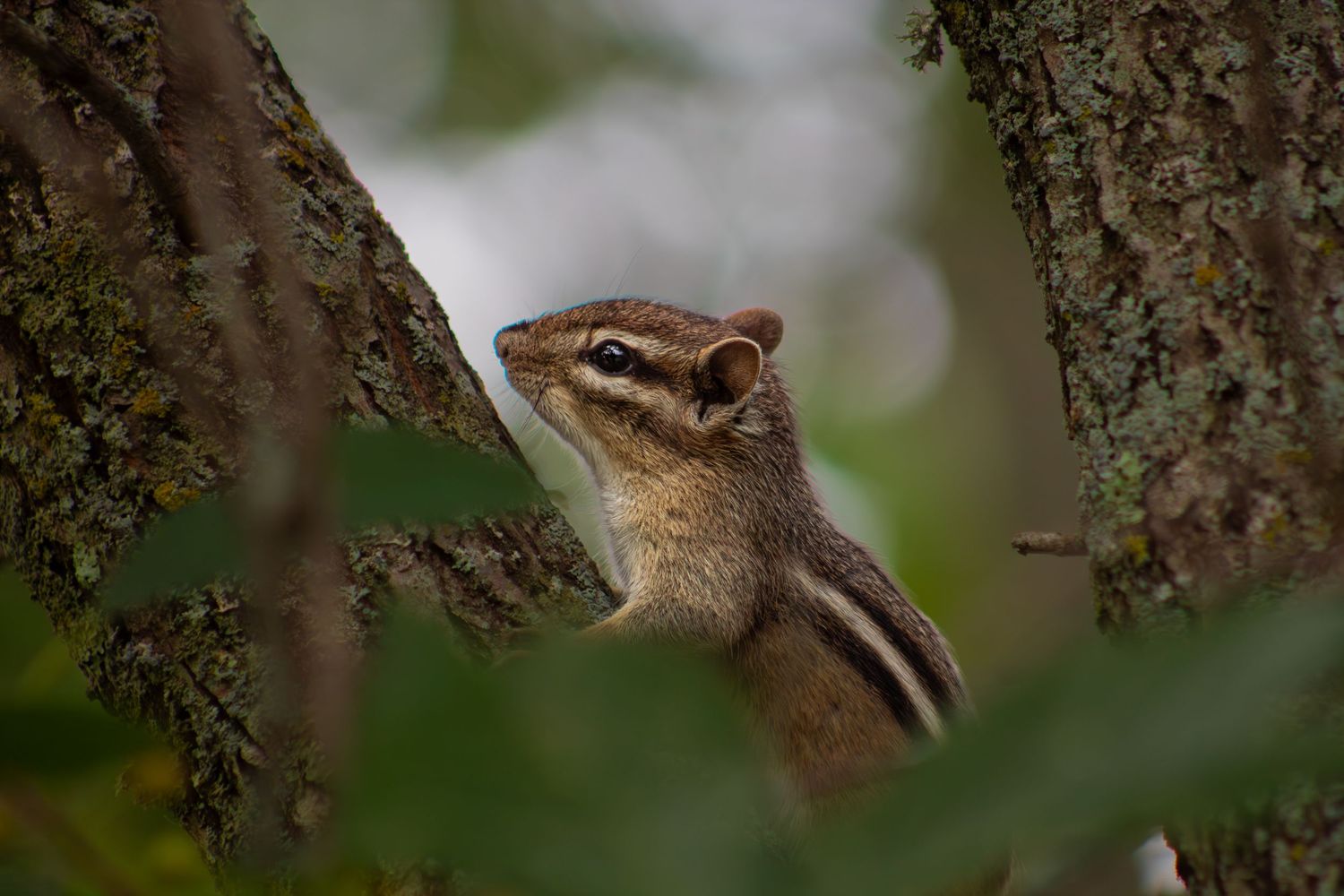 A chipmunk peering curiously between tree trunks surrounded by green foliage.