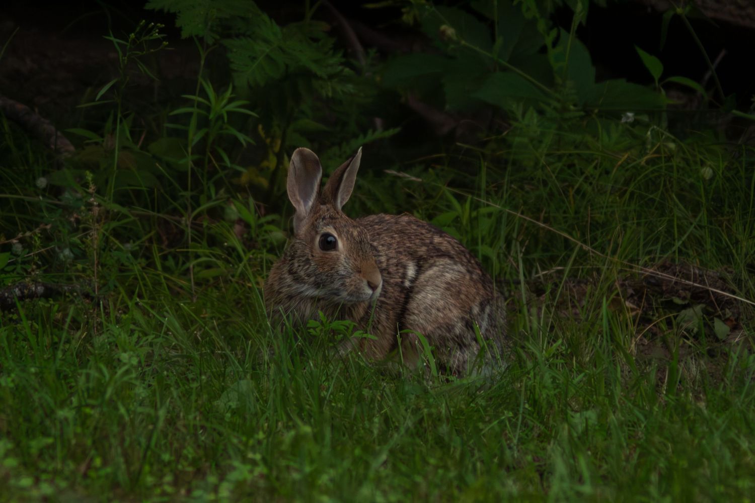 A wild cottontail rabbit foraging in dense green vegetation at night.