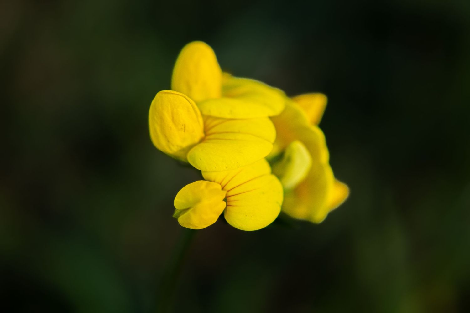 Close-up of vibrant yellow wildflower blooms against a dark green background.