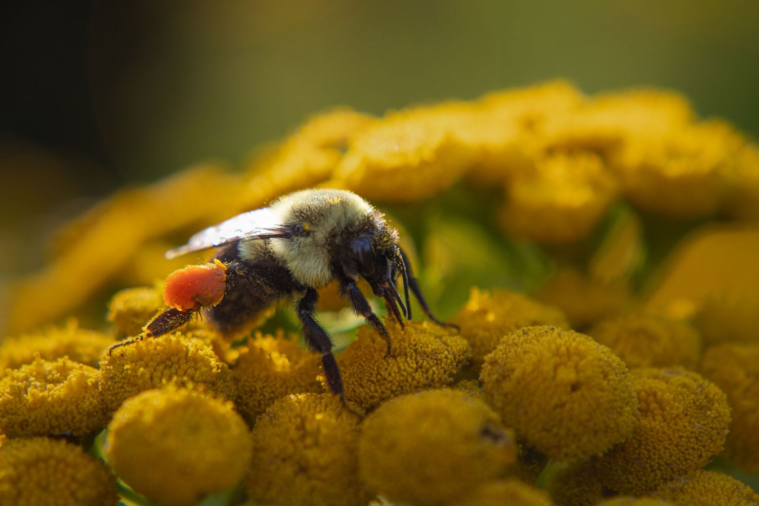 A bumblebee carrying orange pollen rests on clusters of yellow tansy flowers.