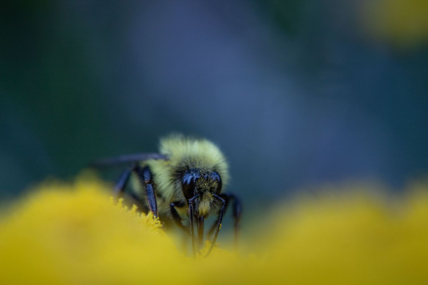 A yellow and black bumblebee feeding on yellow flowers with a soft bokeh background.