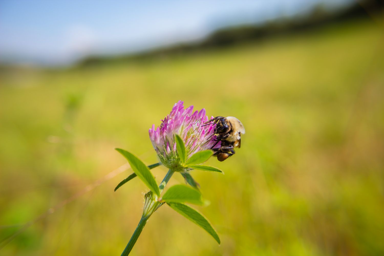 Bumblebee on a pink clover flower with a sunny green meadow background.