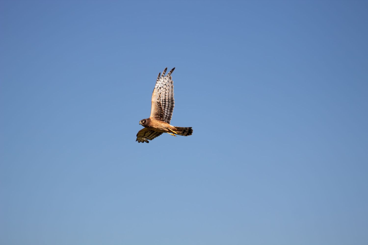 A hawk in flight soaring against a clear blue sky with wings fully spread.
