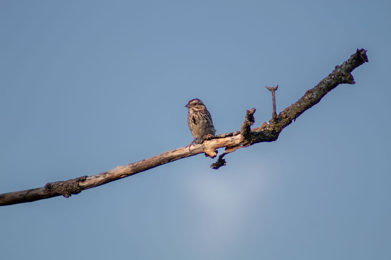 A small sparrow perched on a bare branch against a clear blue sky.